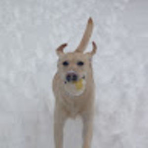 Meet your Posher, Lorelee